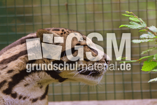 Nebelparder (17).jpg